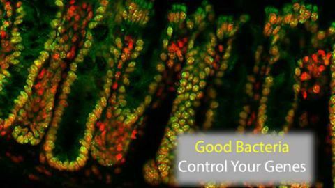 Good Bacteria Can Cause Changes in Your Genes