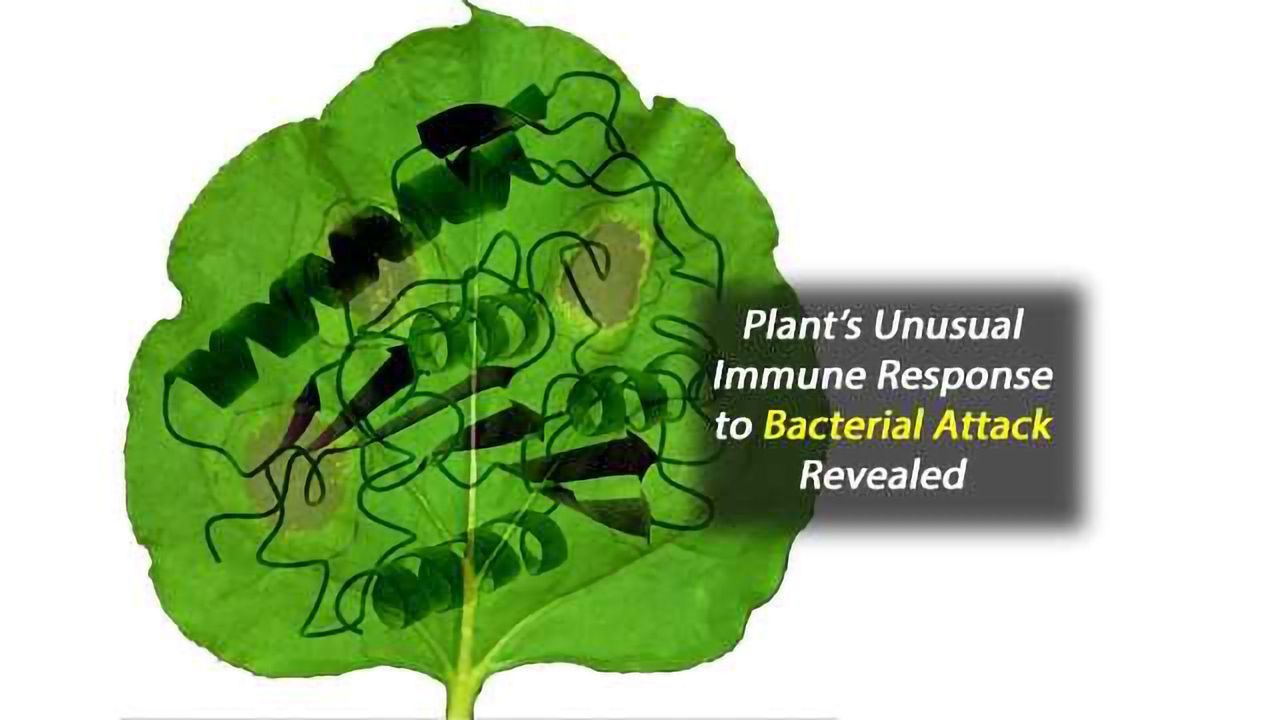 Plant Protein Reveals Surprising Immune Response to Bacterial Attack