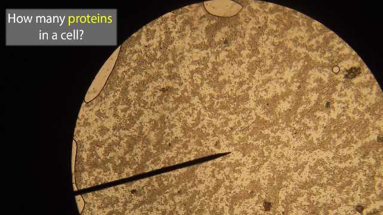 How Many Proteins in a Cell? Study Answers a Fundamental Question