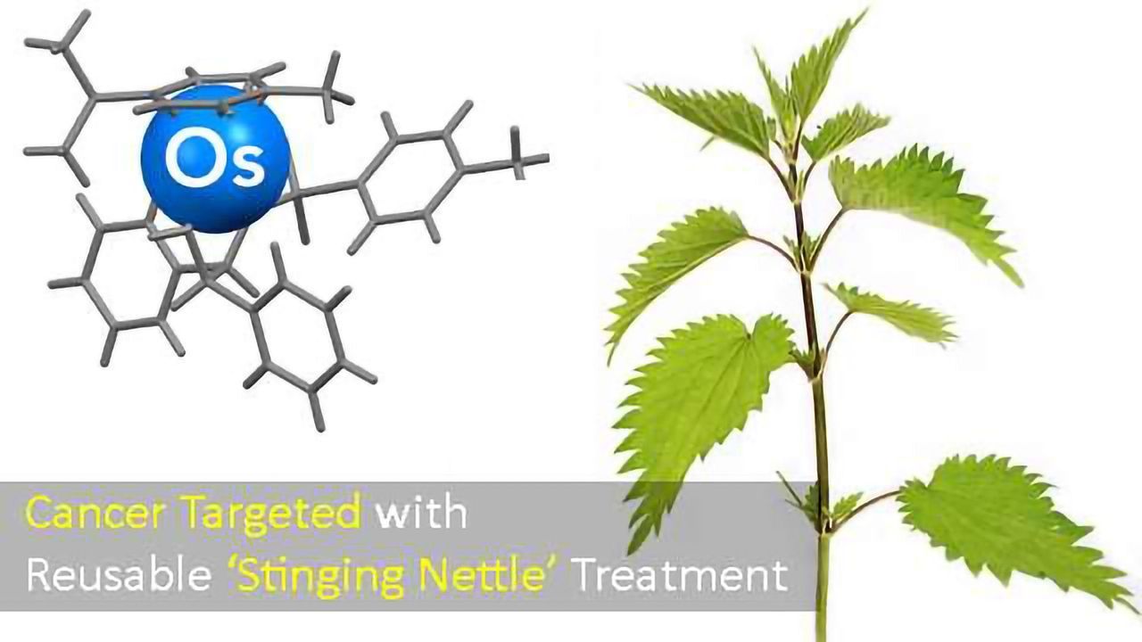 Cancer Fighting Compound Activated by Substance Found in Stinging Nettles