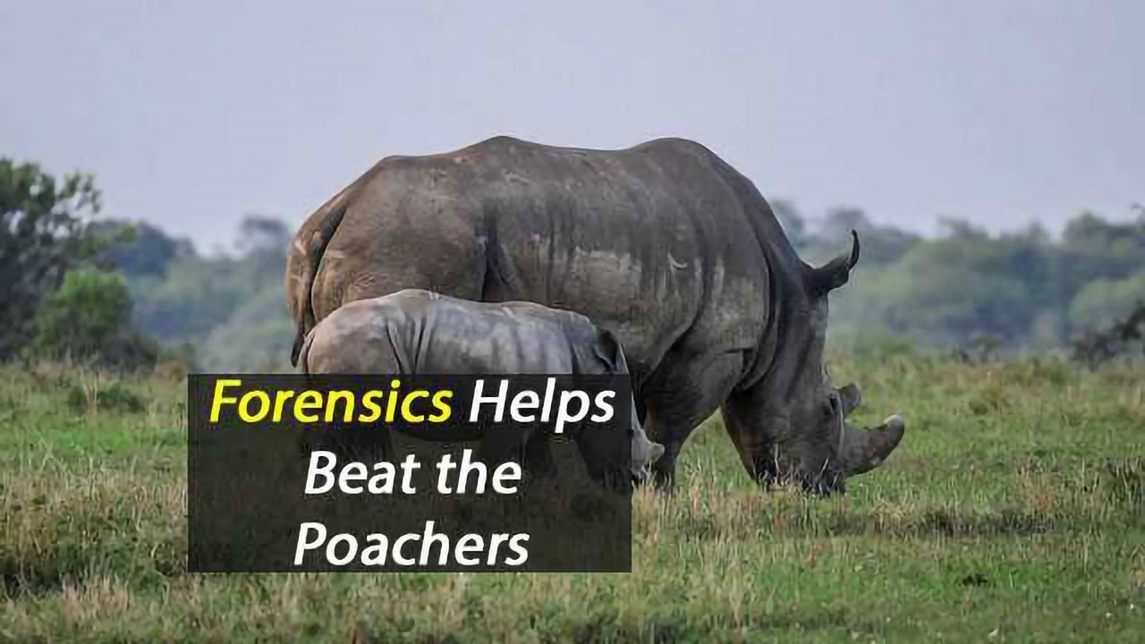 Rhino Forensics Helps Beat Poaching