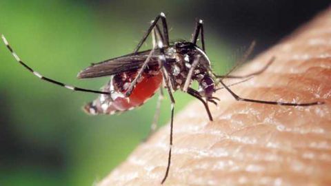 Researchers Identify Druggable Genomic Targets in Malaria Parasite