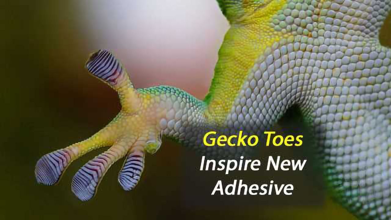 Gecko Toes Inspire New Adhesive