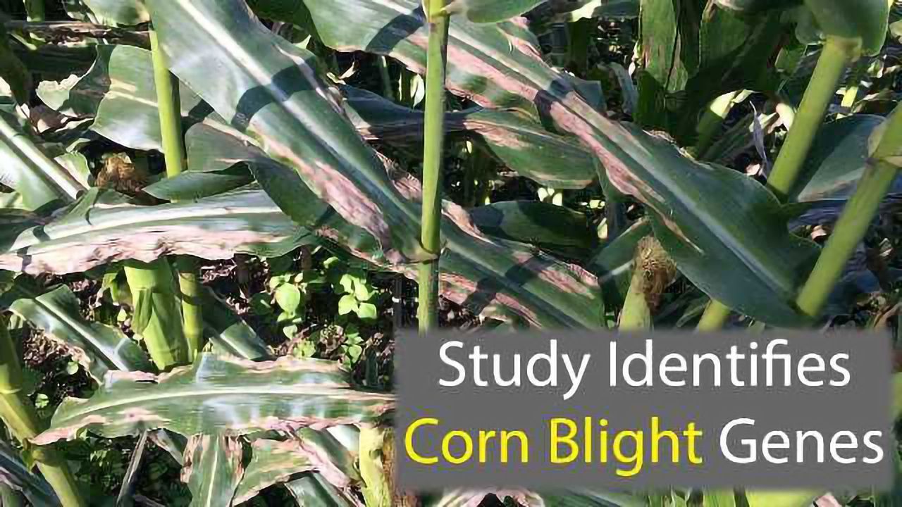 Gene Study Sheds Light on Corn Blight