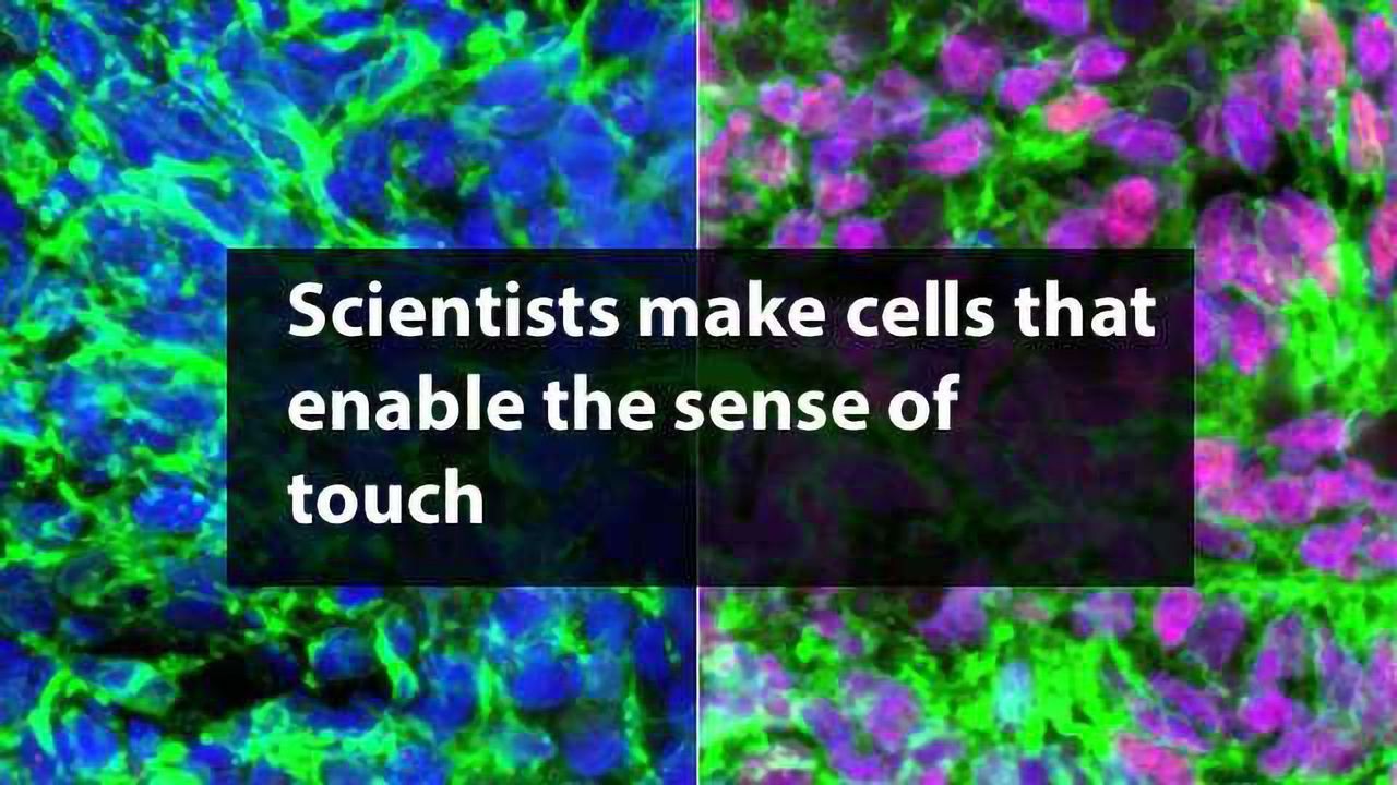 Sensory Interneurons Created from Stem Cells