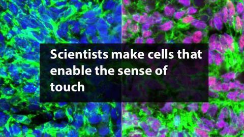 Sensory Interneurons Created from Stem Cells