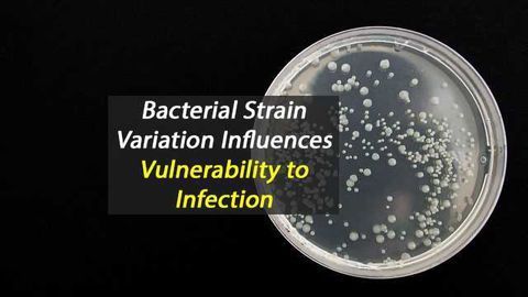 Variation Between Strains May Account for Differences in People’s Vulnerability to Infection