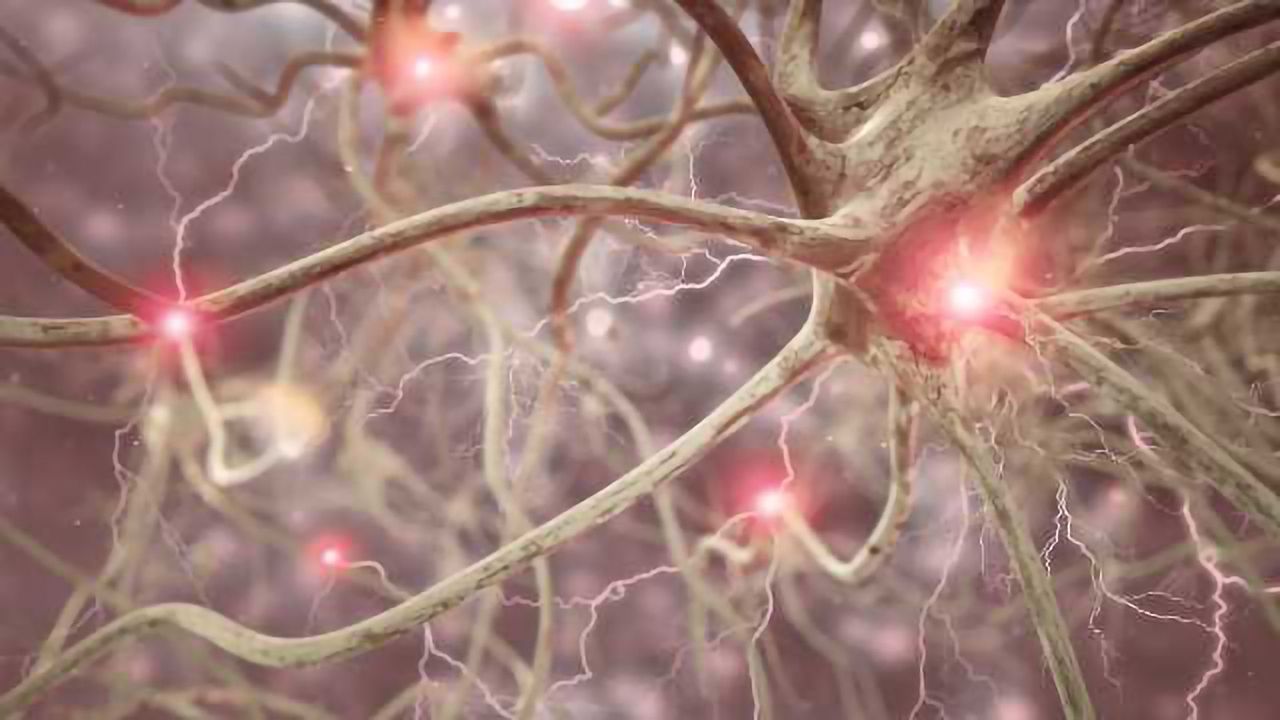Genetic ‘Switches’ that Guide Human Brain Development Mapped