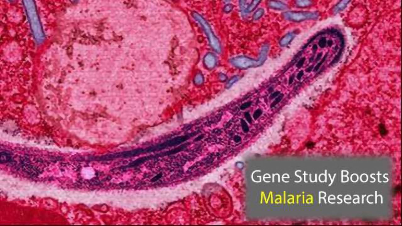 Drug Target Study is Boost to Anti-Malaria Research