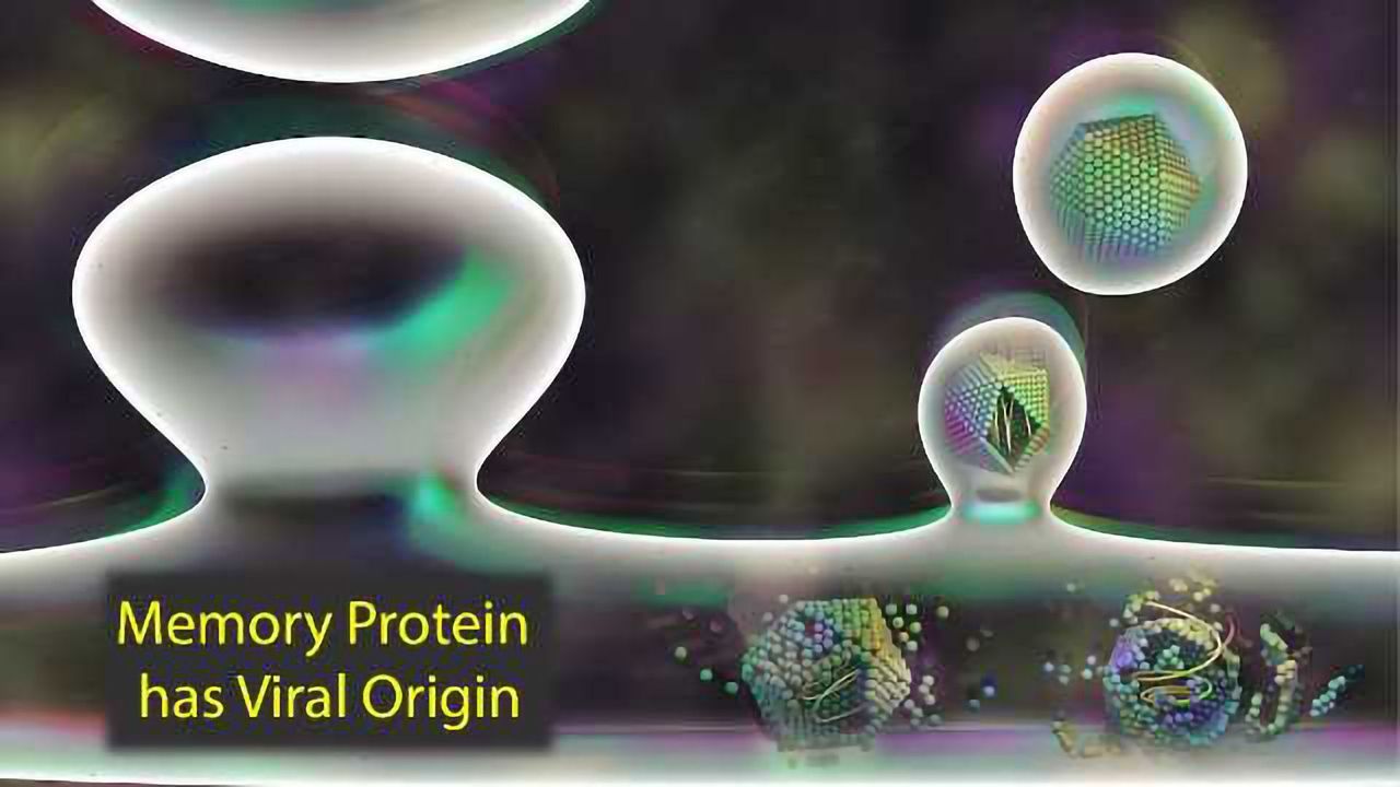 Viral Content: Memory Protein has Surprising Origin