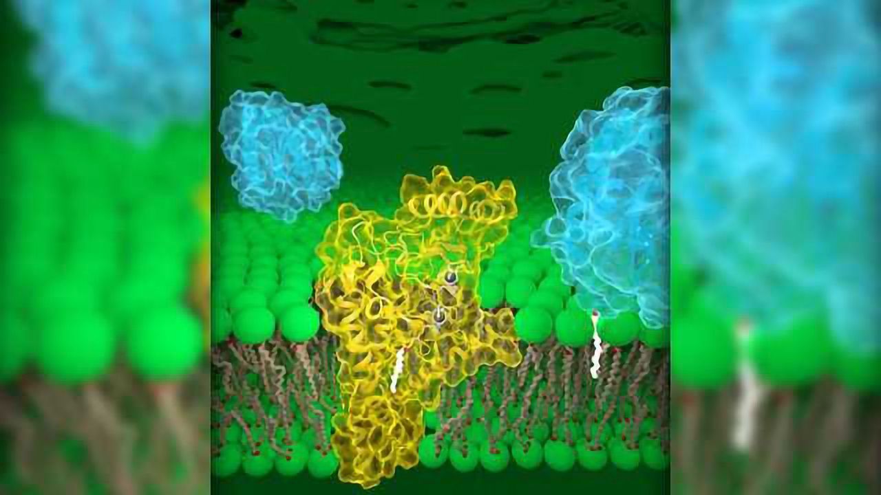 3D Structure of DHHC Proteins Provides Blueprint for Drug Design