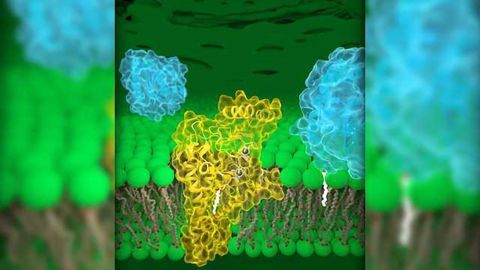 3D Structure of DHHC Proteins Provides Blueprint for Drug Design