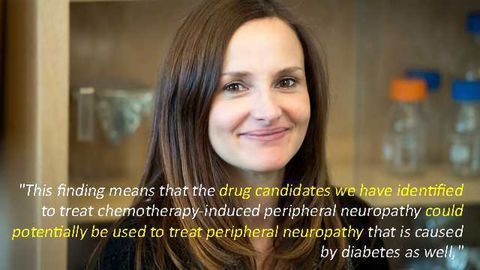 Discovery Could Lead to New Therapies for Diabetics