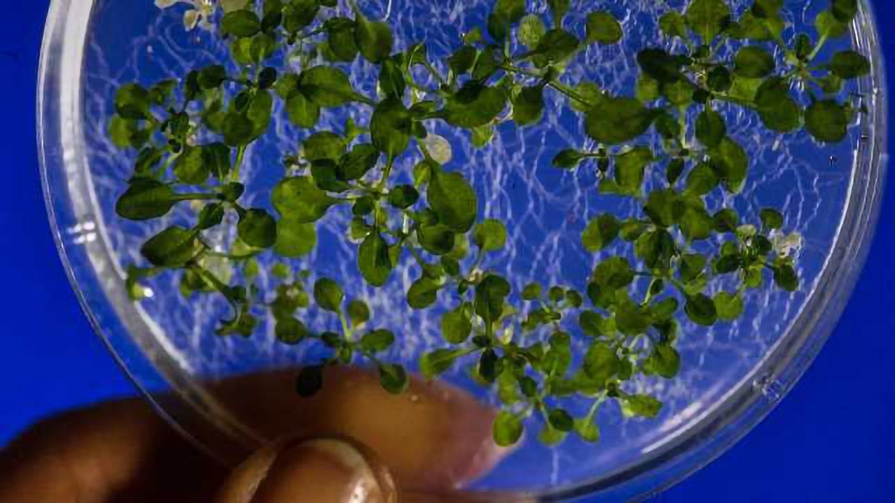 11 Milestones in Plant Genetics