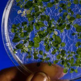 11 Milestones in Plant Genetics | Technology Networks