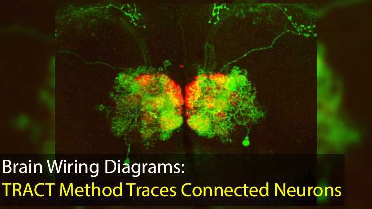 Transneuronal Control of Transcription (TRACT) Method to Make Brain Wiring Diagrams