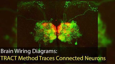 Transneuronal Control of Transcription (TRACT) Method to Make Brain Wiring Diagrams