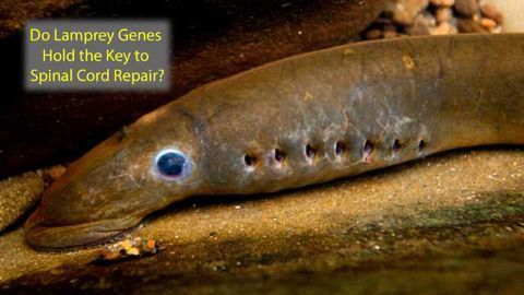 Ancient Fish Genes May Hold Key to Spinal Cord Repair