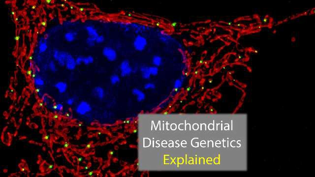 Genetics of Mitochondrial Mutation Exposed
