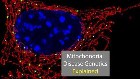 Genetics of Mitochondrial Mutation Exposed