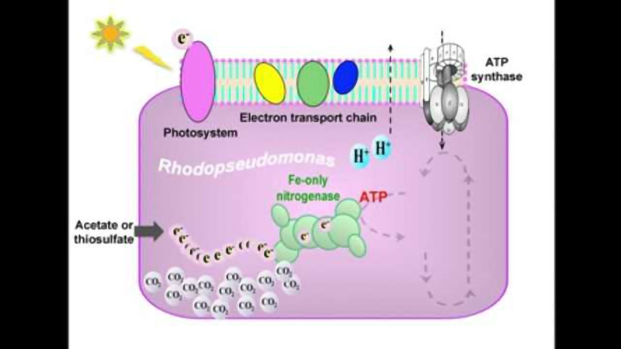 Nitrogen-Fixing Bacteria Are Unexpected Source of Methane