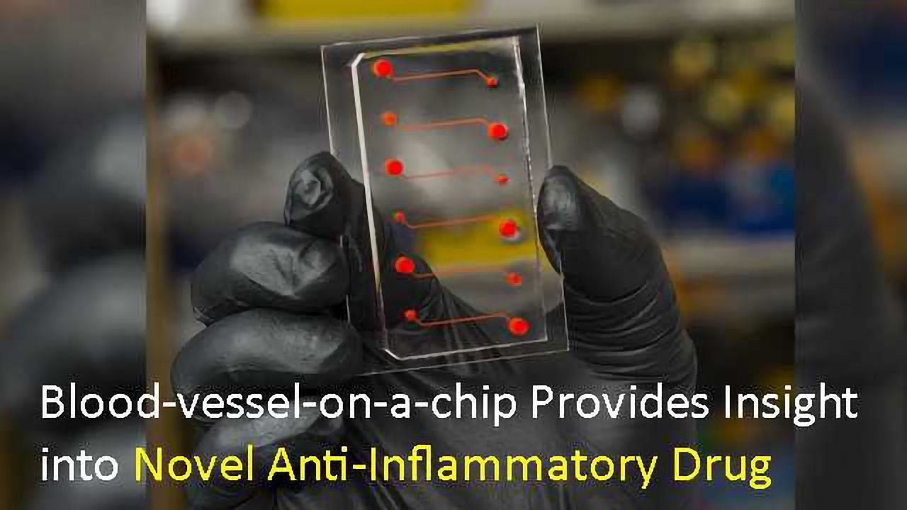 Blood-vessel-on-a-chip Provides Insight into Novel Anti-Inflammatory Drug Candidate