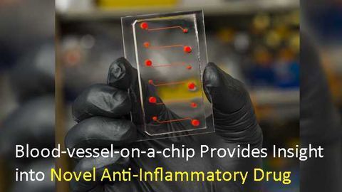 Blood-vessel-on-a-chip Provides Insight into Novel Anti-Inflammatory Drug Candidate
