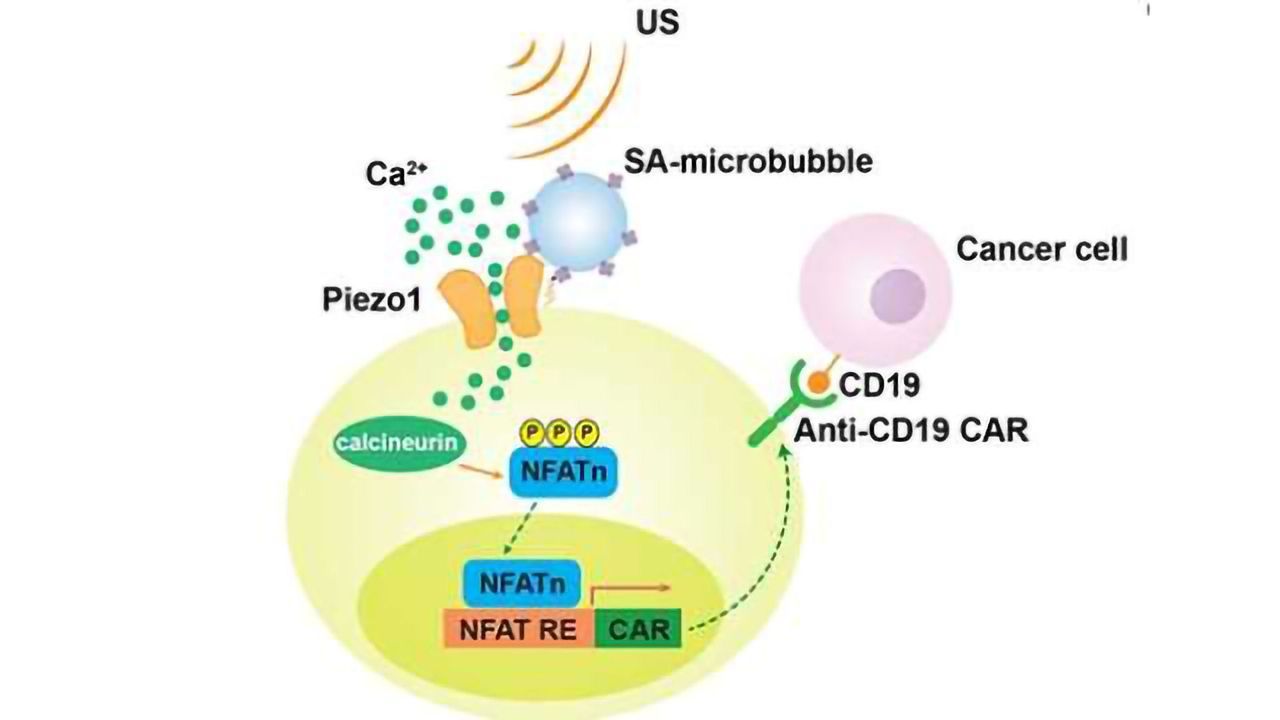 Researchers Create Remote-Controlled Cancer Immunotherapy System