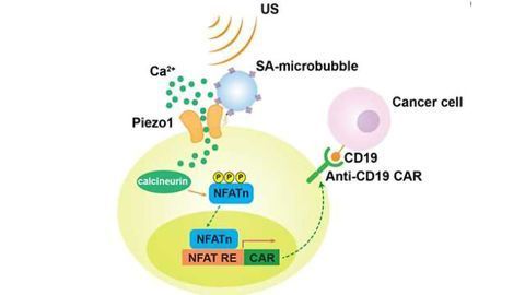 Researchers Create Remote-Controlled Cancer Immunotherapy System