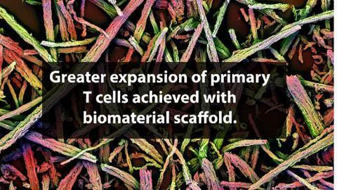 Fast-tracking T Cell Therapies with Immune-mimicking Biomaterials