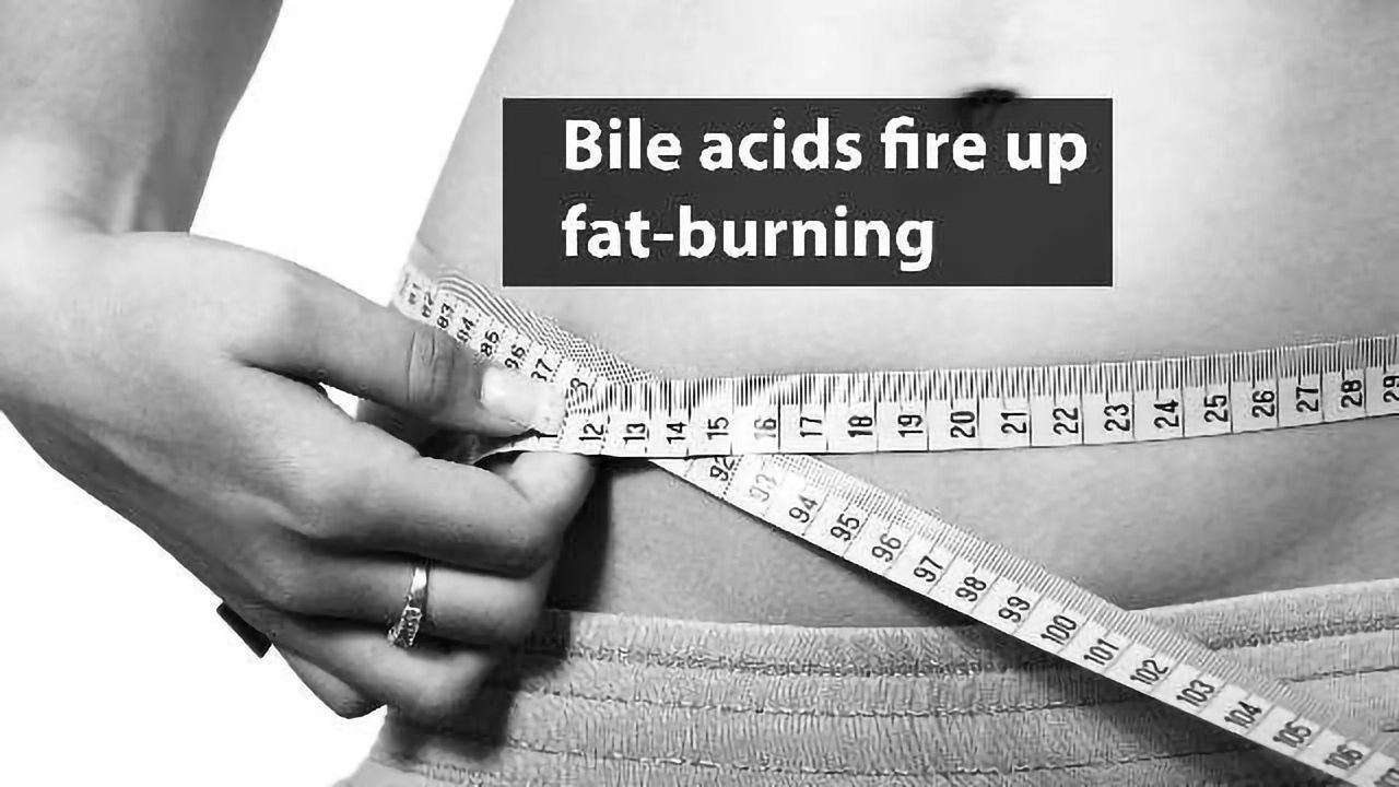 Bile Acids Turn Cells from Fat-storing to Fat-burning