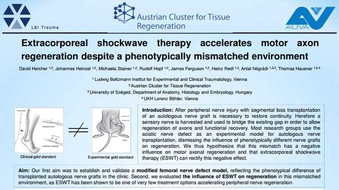 Extracorporeal shockwave therapy accelerates motor axon regeneration despite a phenotypically mismatched environment