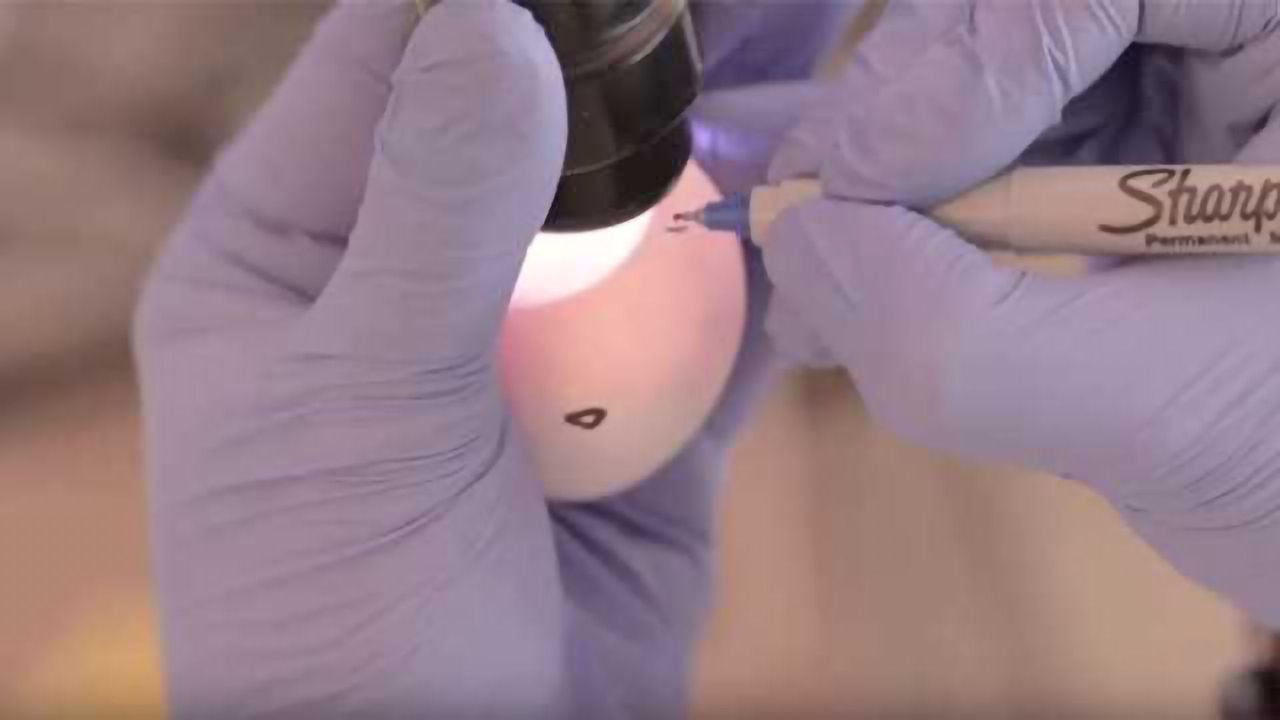 How to Grow Flu Inside an Egg
