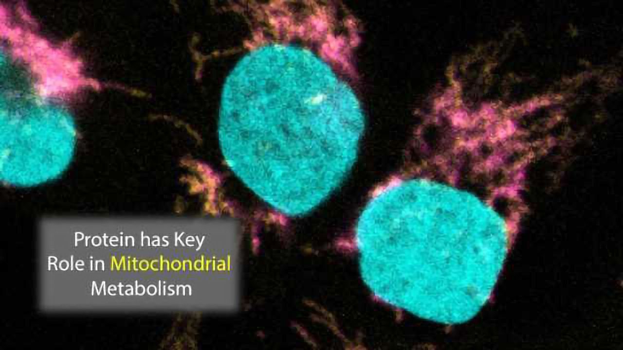 Protein's Role in Mitochondrial Metabolism Identified