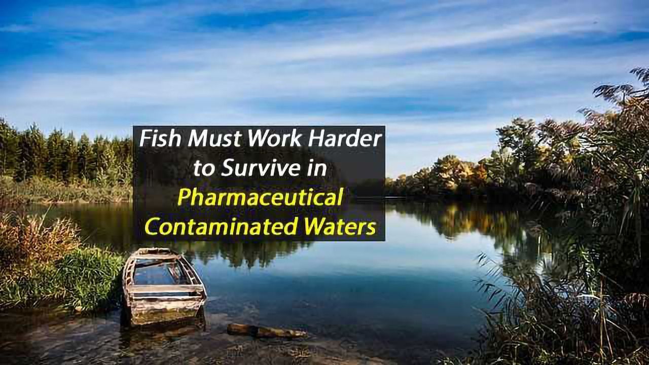Fish Must Work Harder to Survive in Pharmaceutical-Contaminated Waters