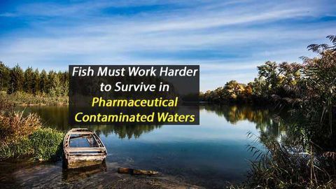 Fish Must Work Harder to Survive in Pharmaceutical-Contaminated Waters