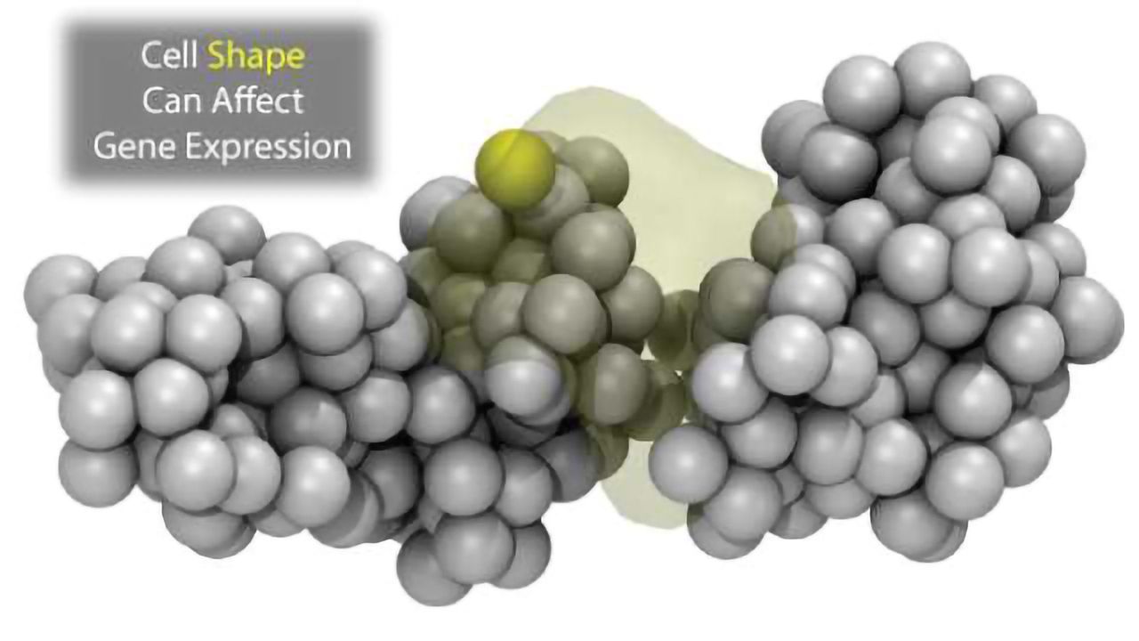 Genome Shape Shown to Alter Cell Fate