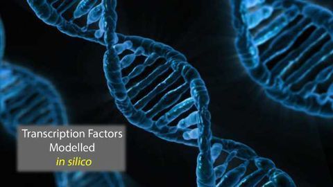 LogicTRN Model Illuminates Regulatory Gene Framework