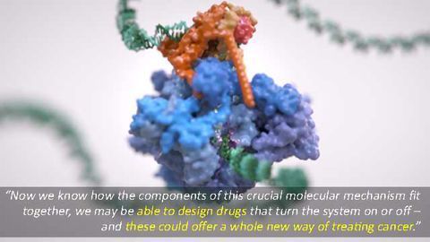 Researchers Zoom in on DNA Code Being Read in Cells