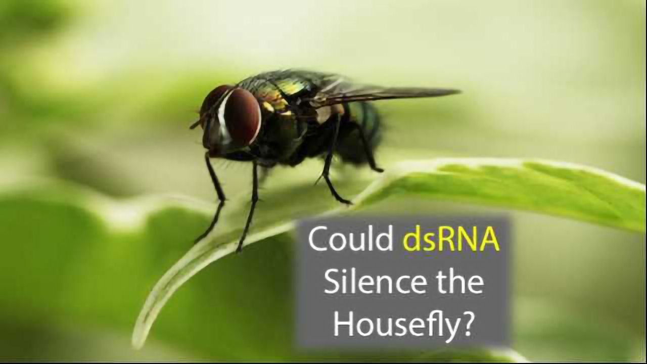 The BuzzBuster: Could Gene Silencing Help Silence the Housefly?