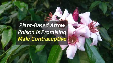 Arrow Poison Potential Male Birth Control