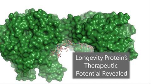Longevity Protein Could Help Treat Diabetes