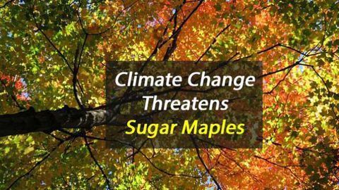 Nitrogen Pollution Helps Sugar Maples but a Warmer, Drier Climate May Threaten Them