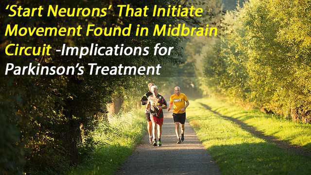 Midbrain 'Start' Neurons Initiate and Control Locomotion