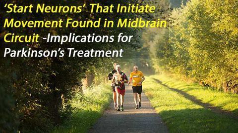 Midbrain 'Start' Neurons Initiate and Control Locomotion