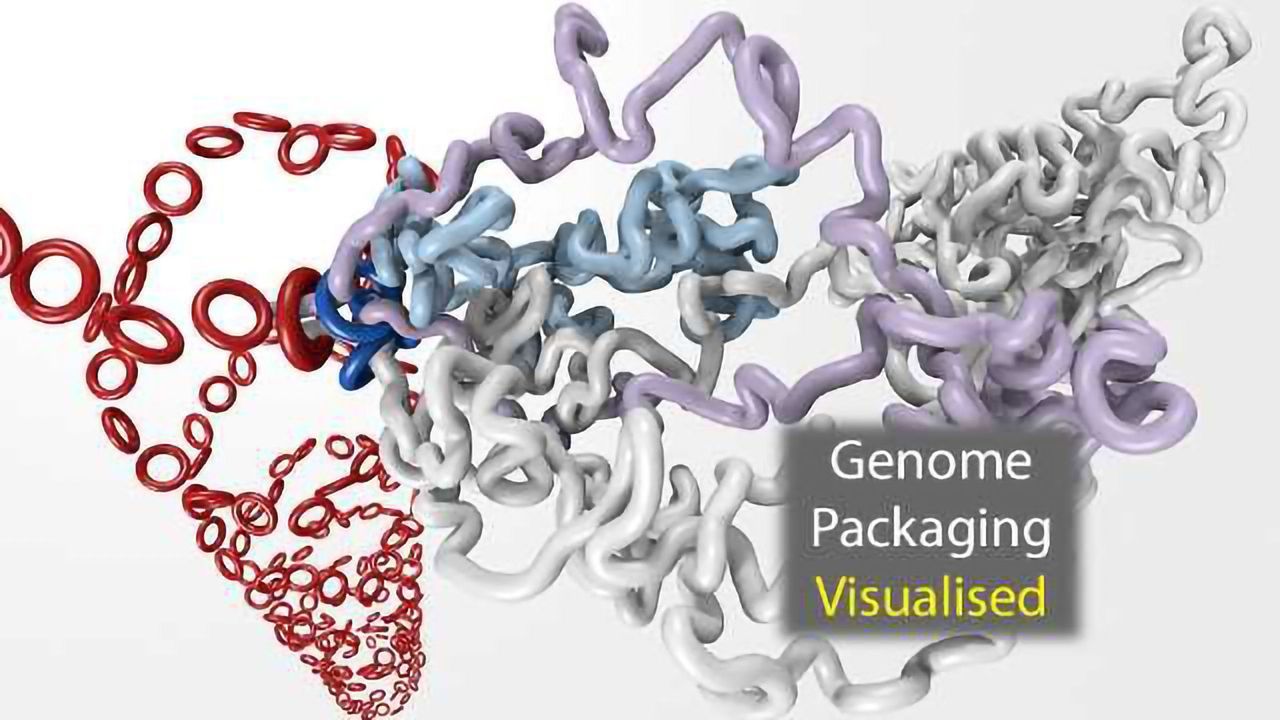 Watch: Genome Packaging Revealed in Unprecedented Detail