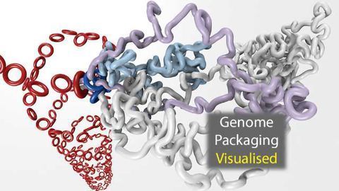 Watch: Genome Packaging Revealed in Unprecedented Detail