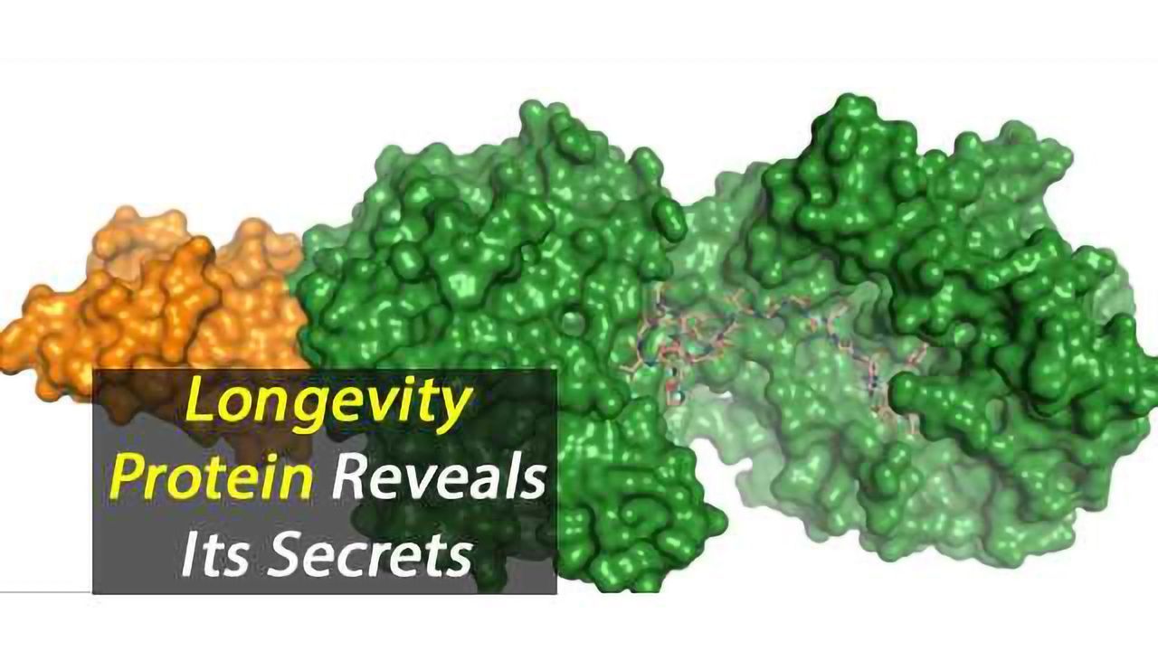 Longevity Protein Reveals its Secrets
