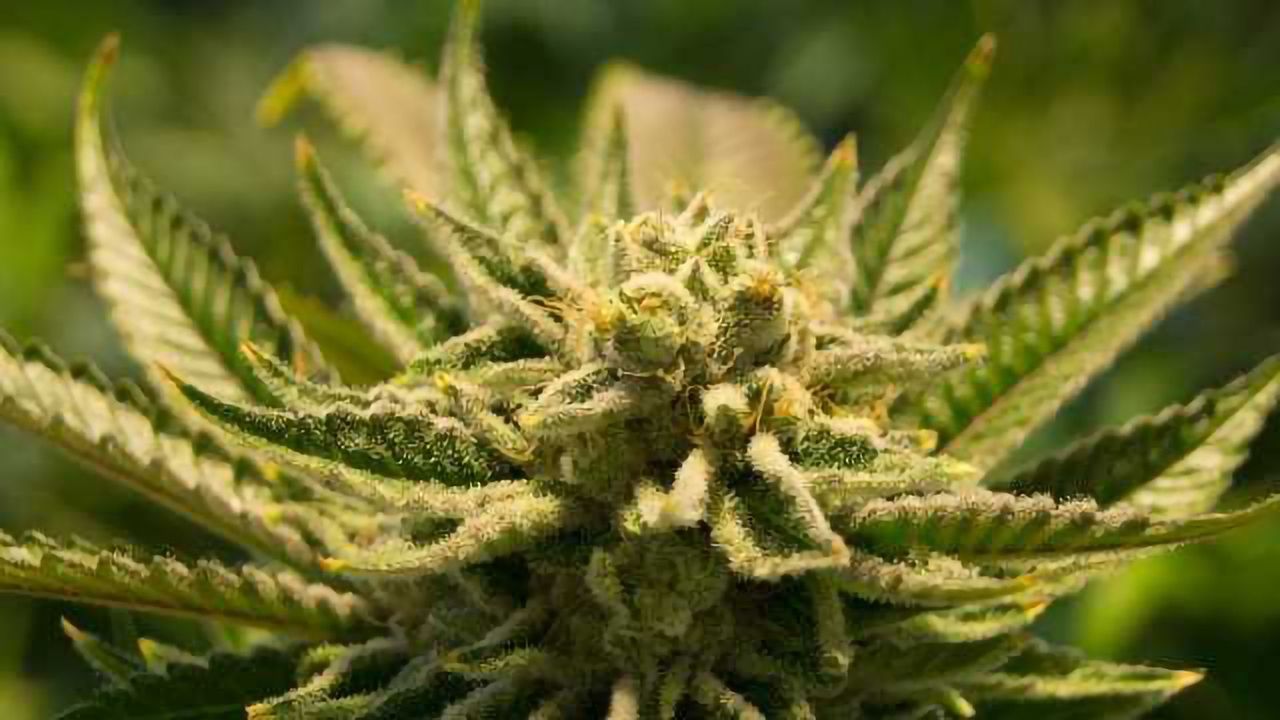 How to Test for Heavy Metals in Cannabis