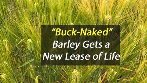 "Buck-Naked" Barley Gets New Lease of Life